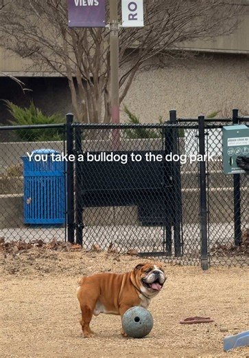 Playing with Dogs and a Soccer Ball