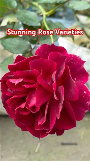 Different Types of Rose Flowers 🌹 | Colors, Varieties & Beauty | Rose Garden Shorts