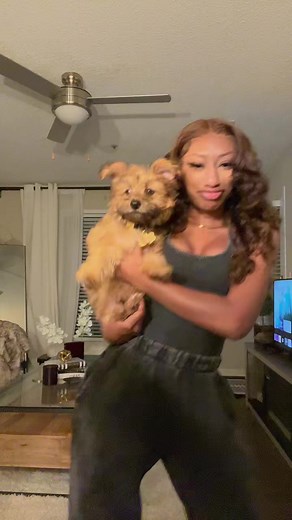 The fact that he’ll be this size forever.🥹 #morkie #morki #dogsoftiktok #viral