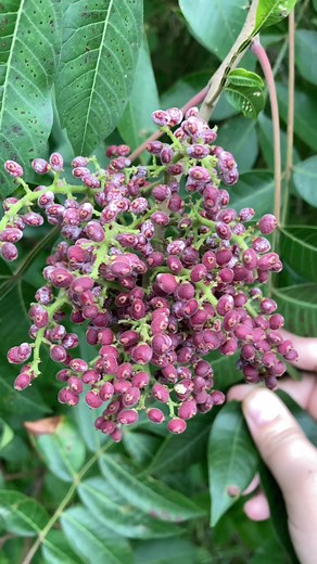 Shining or winged sumac. Now that we’ve talked about the three most common types of sumac, which one is your favorite? I think they are all good for different things. #sumac #foraging #ediblewildplants