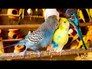 Natural Budgie Sounds | Happy Parakeets Singing & Chirping in HD