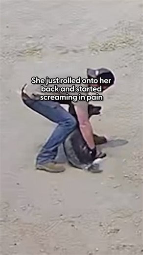 The Dodo on Instagram: "That first step — she was SO proud of herself 😭❤️ Chaps’ parents open up about the terrifying day she lost mobility, the creative rehab that followed, and the incredible payoff that made it all worth it! Special thanks to @solsticesanctuary! Follow along to see how they continue to help animals. And keep up with Chaps on TikTok: team_chaps"