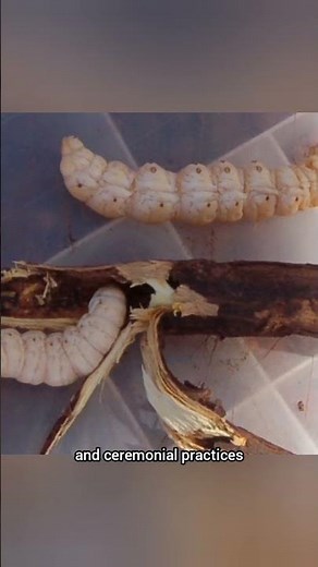 Witchetty Grub: Australia's Iconic Indigenous Food & Culture