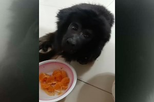 Así se recupera “Coco”, el mono rescatado de la mansión donde se organizaban fiestas con drogas