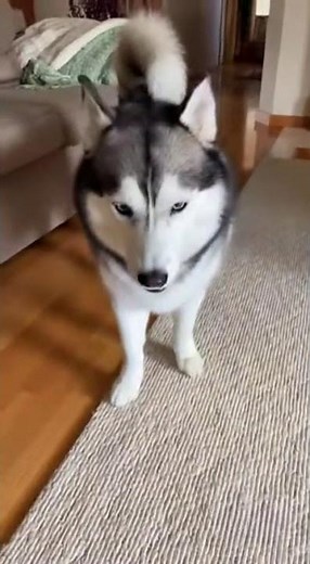 Scary Cat Pranks Sleeping Husky #shortsfeed #funny #funnypets #funnyanimals #dog #cat #husky