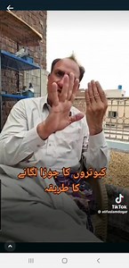 Pigeon Lover's I Tips & Tricks I on Reels