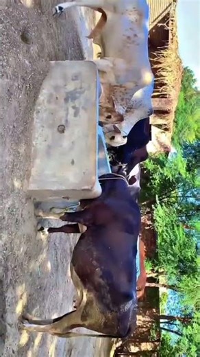 BIG BULL FROM ALHAQ DAIRY #cow #dairyfarming #trending #bull #shorts#cow #dairyfarming #trending