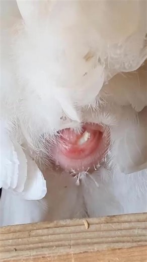 Chicken laying an egg close up #chicken #chickenlaying #chickenegg