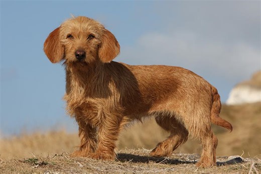 Is the Basset Fauve de Bretagne a Good Fit for You?