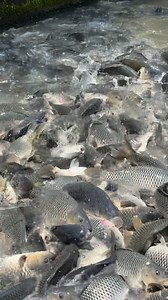 Makan ikan mas sampai numpuk-numpuk #reels #ikanmas #kolamikan #fyp #petaniikan #viral #jangkauansemuaorang | Agung