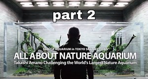 Nature Aquarium Project By Takashi Amano Part 2 Layout Unzan Stones, 7 Meters Aquarium Source : YT / aquadesignamano | Aquascape Hobby