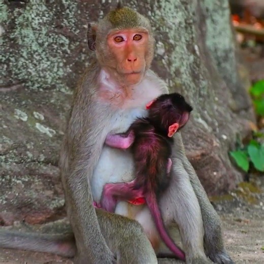 Monkey baby hug mom get more milk