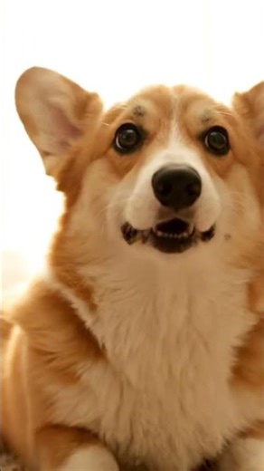 Corgi Dog's Funny Air Blast Moment! 🐶💨