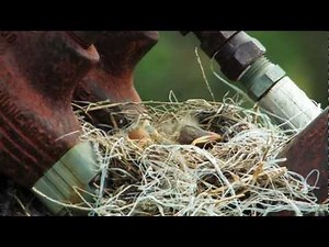 A Journey in Nature - Sandhill Crane Documentary in Central Nebraska