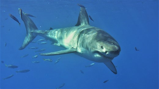 'Jaws' at 50: Peter Benchley's toothy terror and the fascination with great white sharks