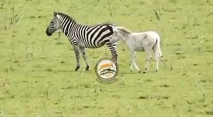Meet Ndasiata, the super rare albino zebra of Tanzania 😍 Tanzania's Serengeti National Park has shared footage of a rare albino zebra. His name is Ndasiata, which also happens to be the name of the area of the Serengeti where the foal was first seen. The eight-month-old is said to be doing well and blending in. The young animal is thought to be one of the most fully albino zebras ever seen - much paler that others spotted in East Africa. 📹: Serengeti National Park | Roar Wildlife News