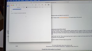 1.6K views · 32 reactions | So you know we have hundreds of dogs and cats who you can adopt in our Eastside and Westside shelters, but did you know we have even more pets available for adoption through our foster program? Check out this video on how to search our website for all of our wonderful foster pets. If you see one who you would like to find more out about, just email us and we can set up a meetup! #OneAlbuquerque #CABQAnimalWelfare #AWDFoster | Albuquerque Animal Welfare | Facebook