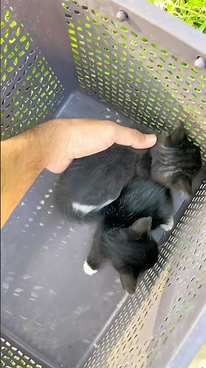 Free adoption kitten 😻 ! Persian cat ! Cats for life ! Cats video ! Doll face persian cat ! Cats