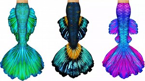 1.4K reactions · 625 shares | We have brought back our Betta Tail Sale by popular demand. Save $40 off all Betta Tails + an Extra 5% off at Checkout with Code: LOYALTY! Experience the BEST Fabric Mermaid Tails on the market. https://www.swimtails.com/hydra-mermaid-tails/ | Swimtails | Facebook