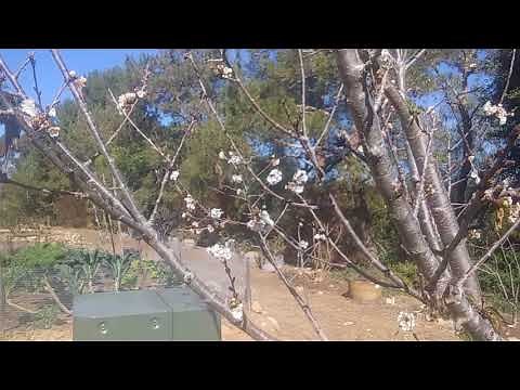 Minnie Royal and Royal Lee Cherry Trees overview