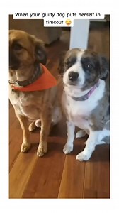 11K views · 153 reactions | Minnie: I'm guiltyI'll just put myself in timeout#dog #funnyvideos #memes #fyp #fypシ #foryou Credit :@lyndahjal/unknown | PetsHub | Facebook