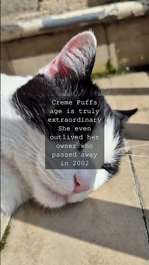 The Amazing Life of Creme Puff the Worlds Oldest Cat Did you know the longestliving cat...