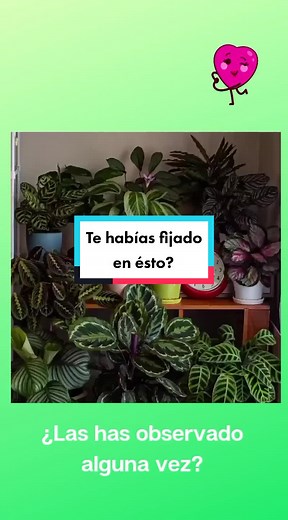Tropismo: Cómo las plantas responden a estímulos