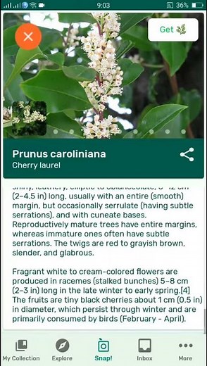 PlantSnap identifies a Cherry laurel (Prunus caroliniana)