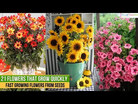 21 Flowers that Grow Quickly from Seeds | Fast Growing Flowers