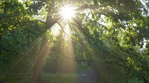 Videoanzeige von Maria Lechner