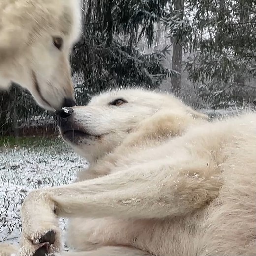261K views · 10K reactions | When seeking to play, wolves will dance and bow playfully. Playtime isn’t only fun; it strengthens family bonds. So remember to be playful, and be like a wolf!  | Wolf Conservation Center | Facebook