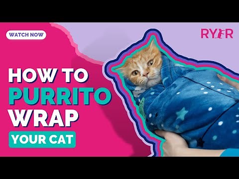 How to Purrito Wrap a Cat - RYERCAT