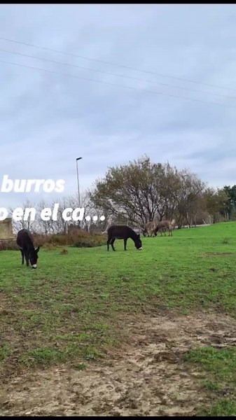 Burra Zamorana: Características y Cruces