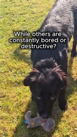 Your dog isn't 'naughty' - Canine Crunchies