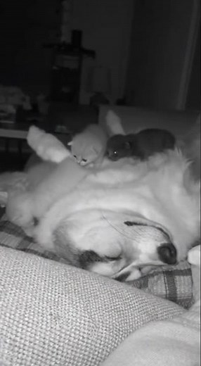 Sleeping Corgi Surrounded by Kittens 😴🐾 | The Cutest Friendship Ever