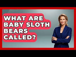 What Are Baby Sloth Bears Called? - The Wild Life Explorer