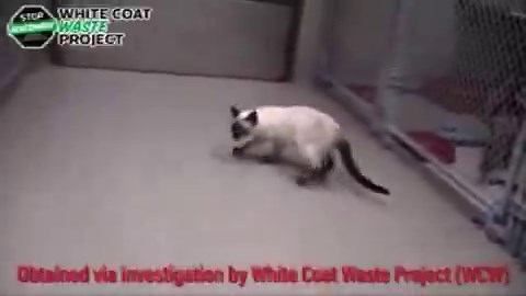 BREAKING:We’re supporting a lawsuit to force the release of files on a $200,000 NIH-funded kitten abuse lab.We exposed that an Auburn University lab is breeding kittens to suffer debilitating and deadly diseases, conducting invasive experiments on them, then killing them at just a few months old.One tragic video we uncovered showed a kitten struggling to walk and, according to Auburn, close to death.And these cruel experiments are all funded by your tax dollars.Here’s the background on this new