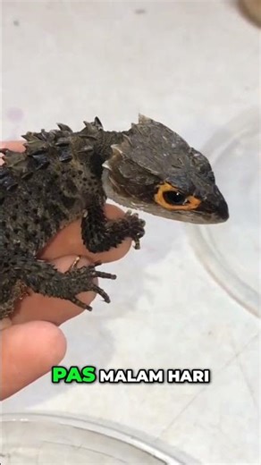Interesting Facts About the Red-eyed Crocodile Skink — A Small, Red-Eyed Lizard That Looks Like a...