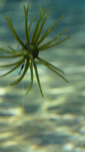 Explore the Durability of Hag’s Prickly Pear Bait