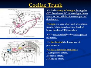 Coeliac Trunk - SlideServe