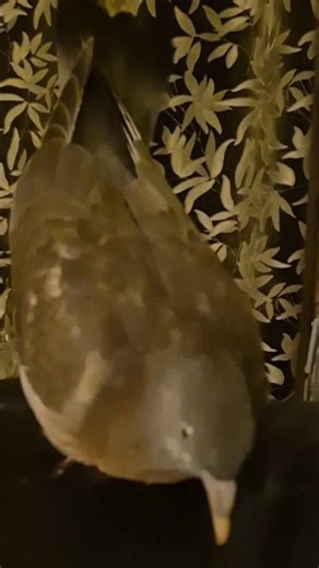 We used to rehab pigeons,then i got pigeon fanciers lung🥲 I miss her alot. 🥹🥹💓💓 #pigeon #woodpigeon