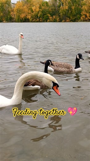 Swan, Ducks & Geese Rush for Food 🦆🪿😂 River Feeding Time!