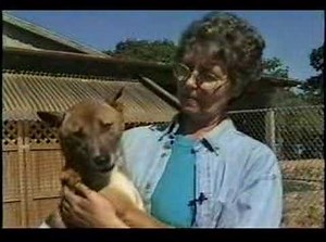 New Guinea Singing Dog
