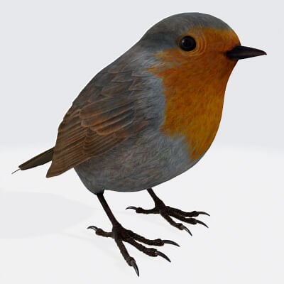 Robin Bird Animals - 3D Model by 3dprintmodelSG