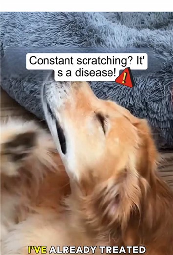 Quantum Silver Spray for Dog Allergy Relief