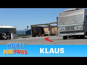 Left behind by his owner - scared and confused 😞 #dogrescue