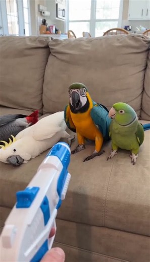 4 Parrots Play Dead When Toy Gun Points At Them