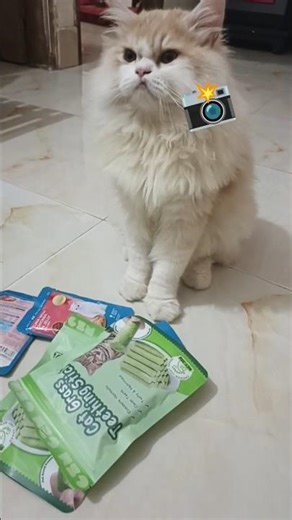 Model face tutorial😼#like #cat #subscribe #fyp #viral #youtubeshorts #funny #shorts #foryou