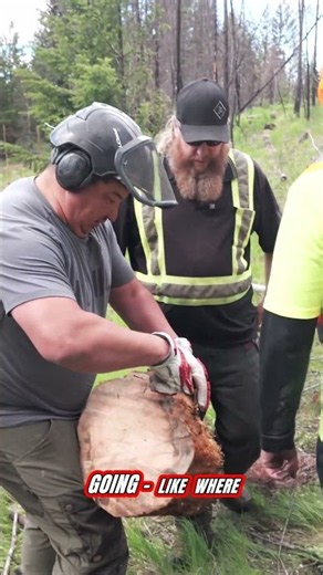 One Cut Reveals Wood Borer Holes! #shorts #logging #loggers #wildfire