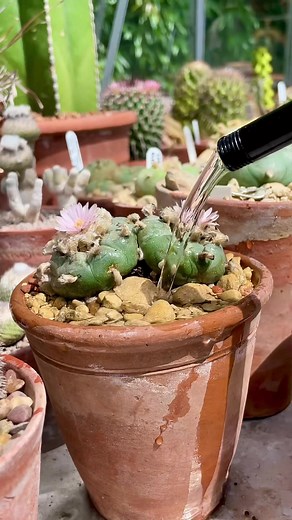 bigcactusrescue on TikTok